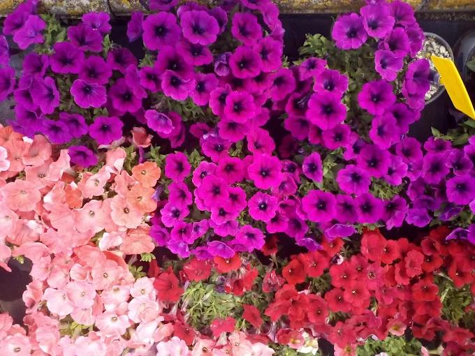 Arreglos florales