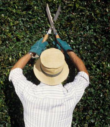 Poda y limpieza de jardines